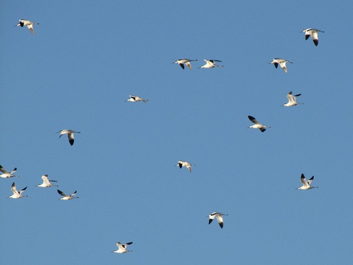 vol d'avocettes élégantes
