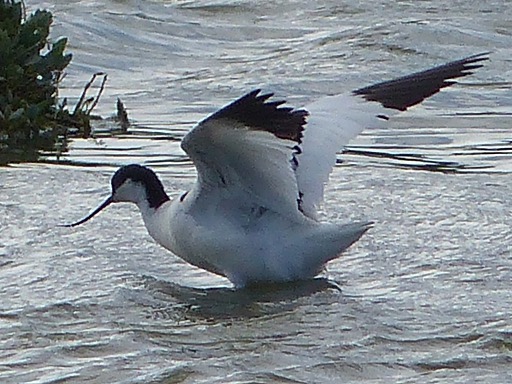 Avocette élégante