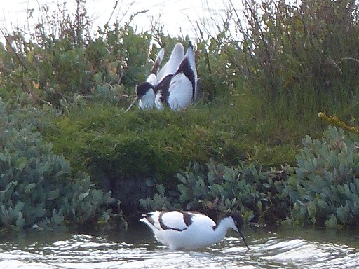 Avocettes élégantes