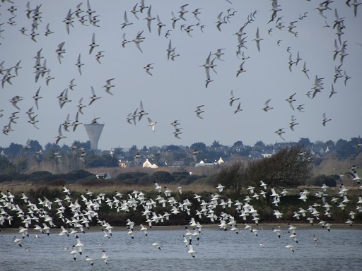 Vol d'avocettes (en bas) et de barge à queue noire (en haut)