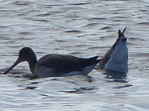 Barge rousse