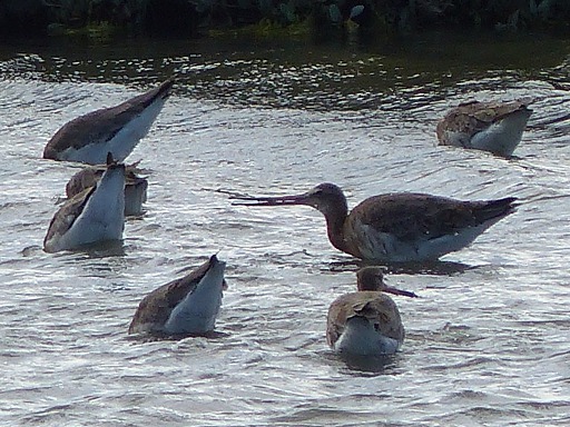 Barge rousse