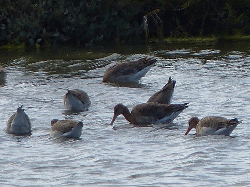 Barge rousse