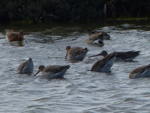 Barge rousse