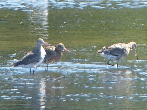 Barge rousse