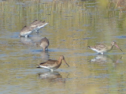 Barge rousse