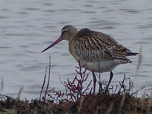 Barge rousse