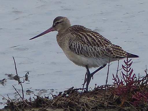 Barge rousse