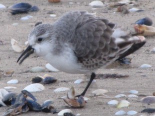 Bcasseau Sanderling