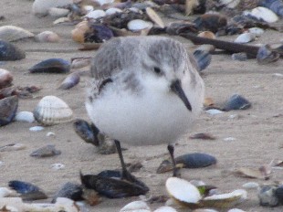 Becasseau Sanderling