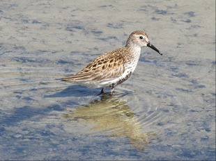 Becasseau Variable