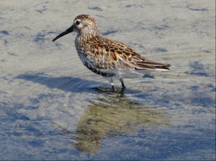 Becasseau Variable