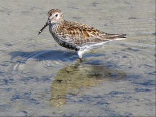 Becasseau Variable