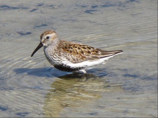 Becasseau Variable