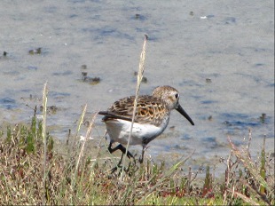 Becasseau Variable