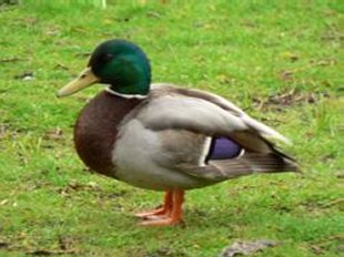 canard colvert mâle