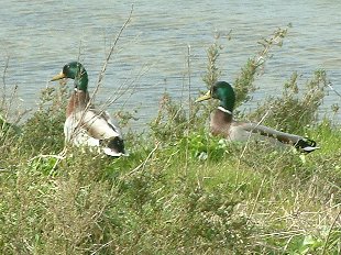 canards colvert males