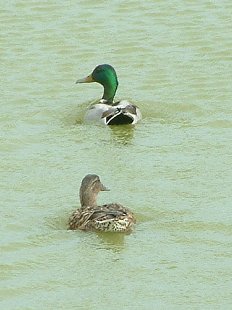 canards colvert mâle et femelle