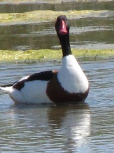 Tadorne de Belon