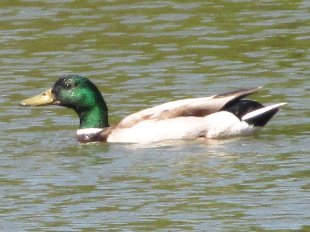 canard colvert male