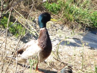 canard colvert mâle