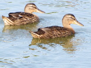 jeunes canards