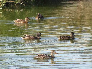canards