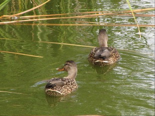 canards