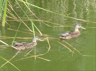 canards