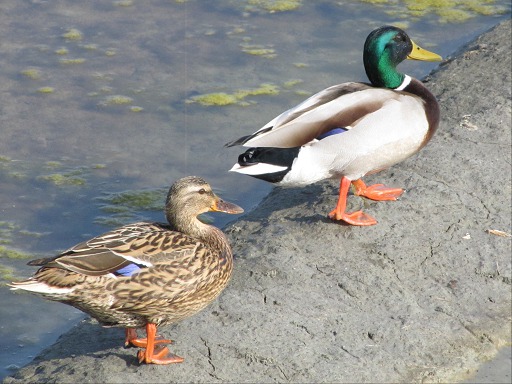 canards colvert mâle et femelle
