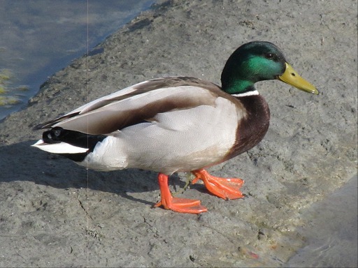 canards colvert mâles