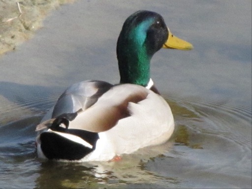 canards colvert males