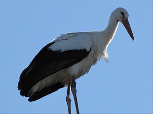 Cigogne