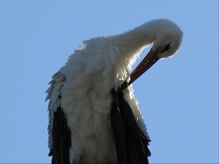 Cigogne