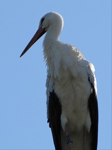 échasse blanche