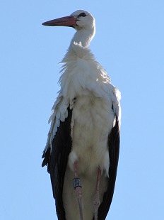 échasse blanche