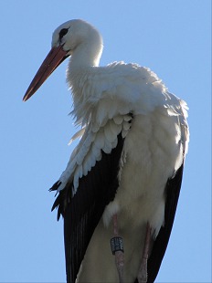 échasse blanche