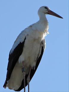 échasse blanche