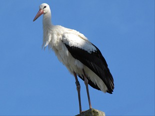 Cigogne