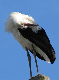 Cigogne