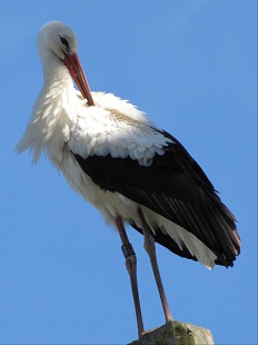 échasse blanche
