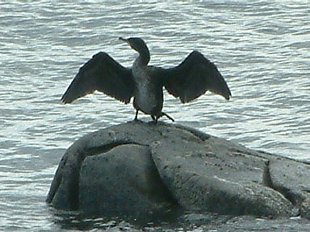 Grand Cormoran