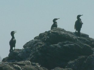 grands cormorans