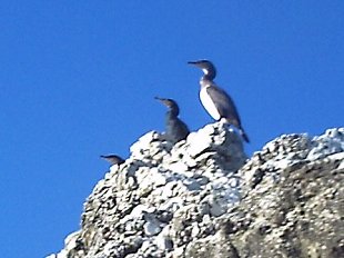 Grands Cormorans