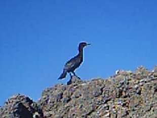 Cormoran