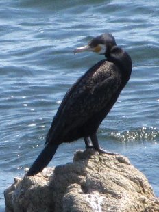 comoran