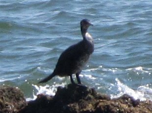 grand cormoran