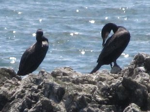 grands cormorans