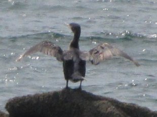 grand cormoran