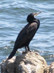 grand cormoran
